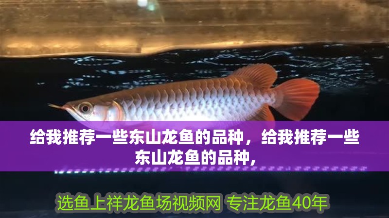 給我推薦一些東山龍魚的品種，給我推薦一些東山龍魚的品種,