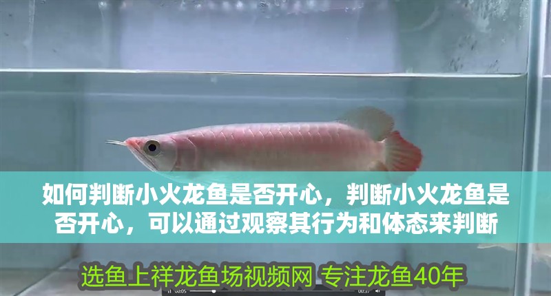 詳細閱讀:如何判斷小火龍魚是否開心,判斷小火龍魚是否開心,可以通過觀察其行為和體態來判斷 如何判斷小火龍魚是否開心,判斷小火龍魚是否開心,可以通過觀察其行為和體態來判斷