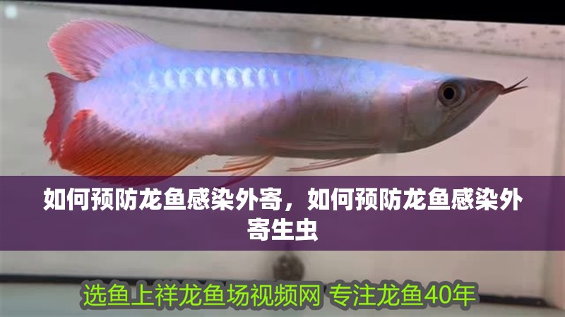 如何預(yù)防龍魚感染外寄，如何預(yù)防龍魚感染外寄生蟲