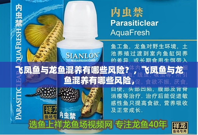 飛鳳魚與龍魚混養有哪些風險？，飛鳳魚與龍魚混養有哪些風險，