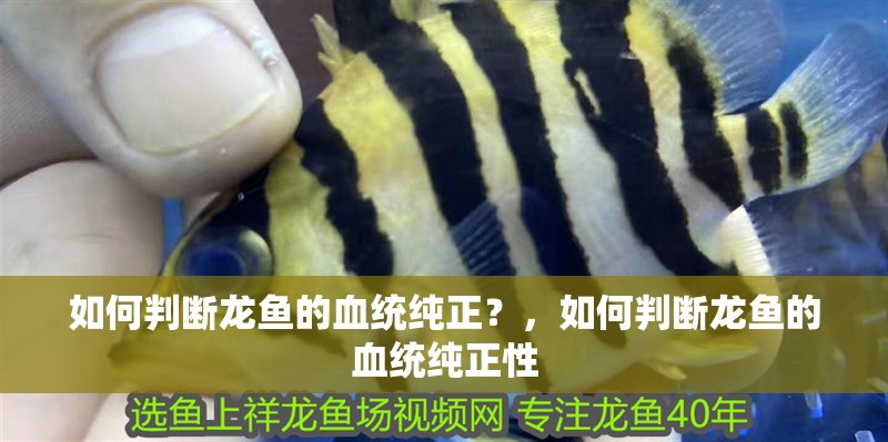 如何判斷龍魚的血統純正？，如何判斷龍魚的血統純正性