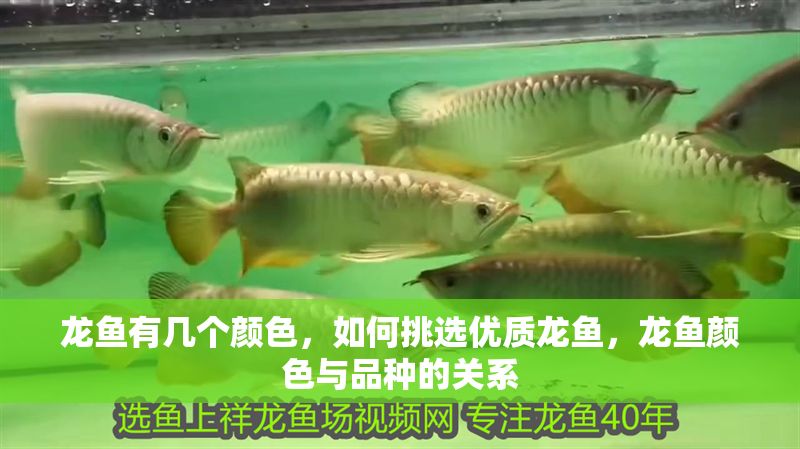 龍魚有幾個顏色，如何挑選優(yōu)質龍魚，龍魚顏色與品種的關系