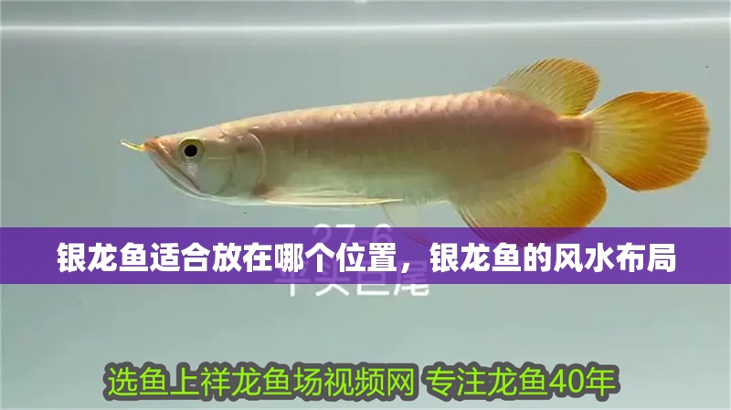 銀龍魚適合放在哪個位置，銀龍魚的風(fēng)水布局