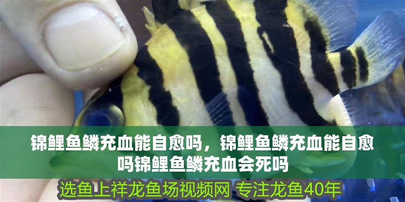 錦鯉魚鱗充血能自愈嗎，錦鯉魚鱗充血能自愈嗎錦鯉魚鱗充血會死嗎