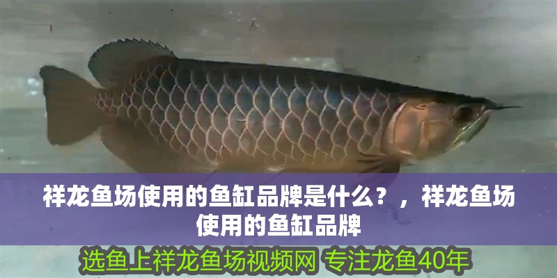 祥龍魚場使用的魚缸品牌是什么？，祥龍魚場使用的魚缸品牌