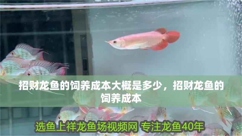 招財龍魚的飼養成本大概是多少，招財龍魚的飼養成本 招財龍魚的飼養成本大概是多少，招財龍魚的飼養成本 龍魚百科