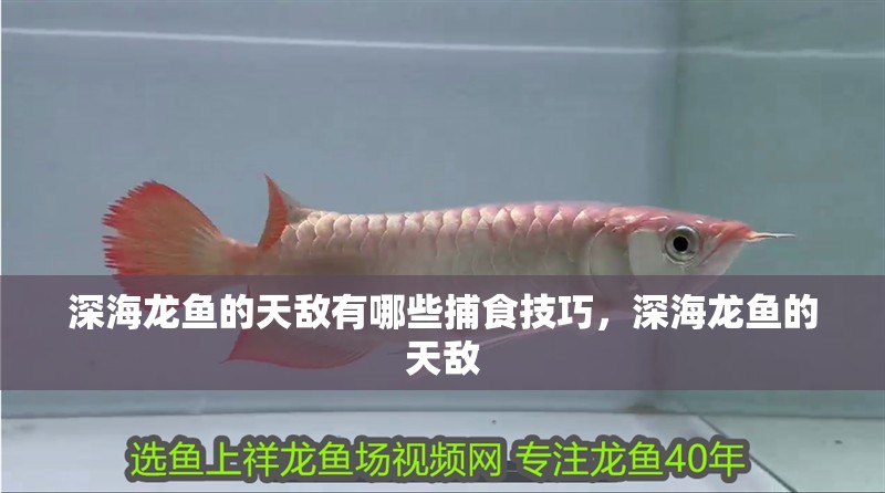 深海龍魚的天敵有哪些捕食技巧，深海龍魚的天敵