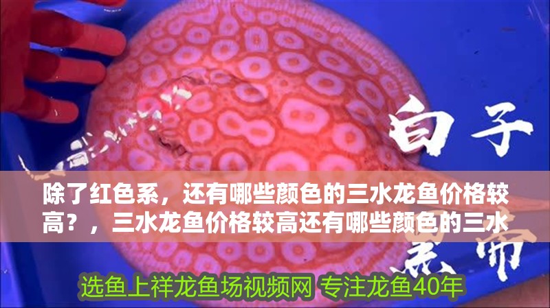 除了紅色系，還有哪些顏色的三水龍魚價格較高？，三水龍魚價格較高還有哪些顏色的三水龍魚價格較高 除了紅色系，還有哪些顏色的三水龍魚價格較高？，三水龍魚價格較高還有哪些顏色的三水龍魚價格較高 龍魚百科