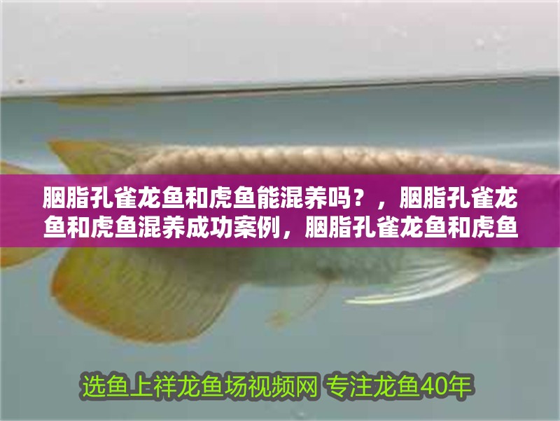 胭脂孔雀龍魚和虎魚能混養嗎？，胭脂孔雀龍魚和虎魚混養成功案例，胭脂孔雀龍魚和虎魚能混養嗎