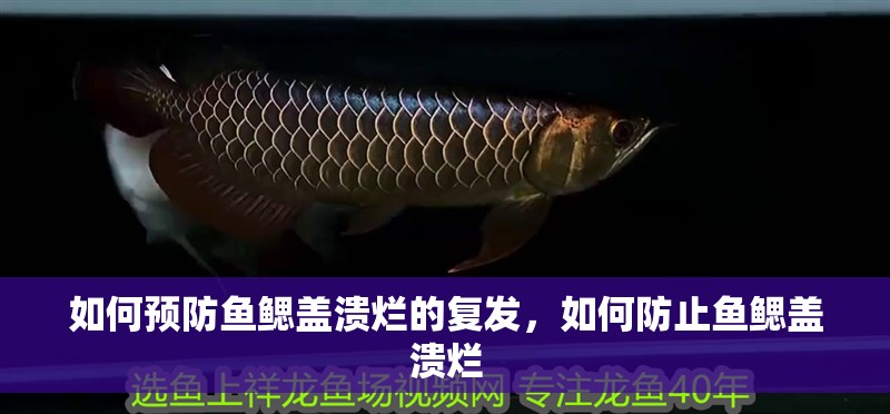 如何預防魚鰓蓋潰爛的復發，如何防止魚鰓蓋潰爛
