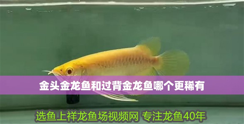 金頭金龍魚和過背金龍魚哪個(gè)更稀有
