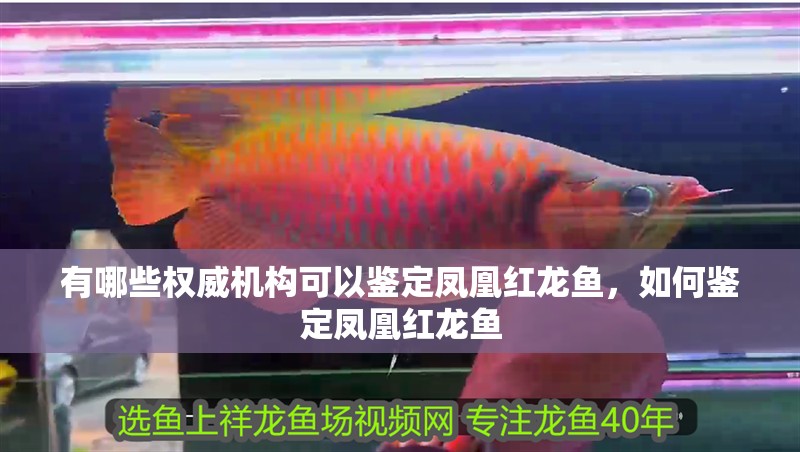 有哪些權威機構可以鑒定鳳凰紅龍魚，如何鑒定鳳凰紅龍魚