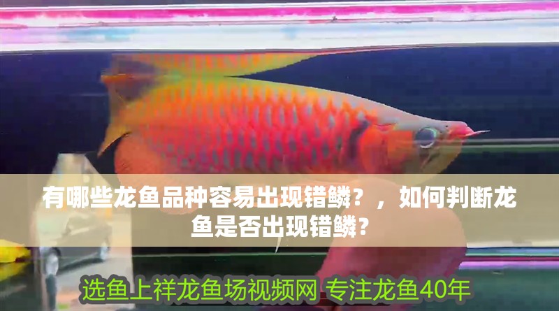 有哪些龍魚品種容易出現(xiàn)錯(cuò)鱗？，如何判斷龍魚是否出現(xiàn)錯(cuò)鱗？