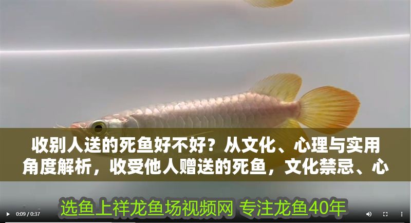 收別人送的死魚(yú)好不好？從文化、心理與實(shí)用角度解析，收受他人贈(zèng)送的死魚(yú)，文化禁忌、心理影響與實(shí)用考量
