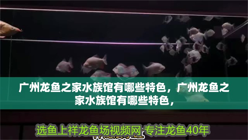 廣州龍魚之家水族館有哪些特色，廣州龍魚之家水族館有哪些特色，