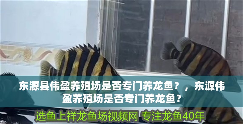 東源縣偉盈養殖場是否專門養龍魚？，東源偉盈養殖場是否專門養龍魚？