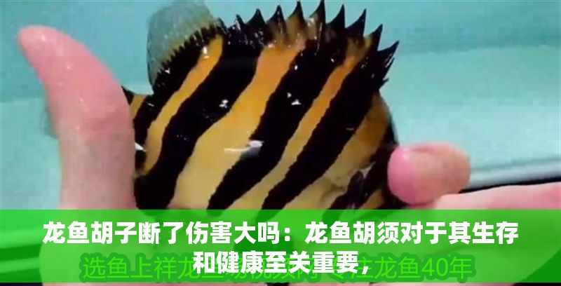 龍魚胡子斷了傷害大嗎：龍魚胡須對于其生存和健康至關重要，