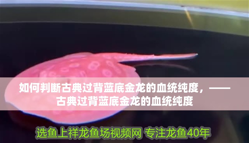 如何判斷古典過背藍底金龍的血統(tǒng)純度，——古典過背藍底金龍的血統(tǒng)純度