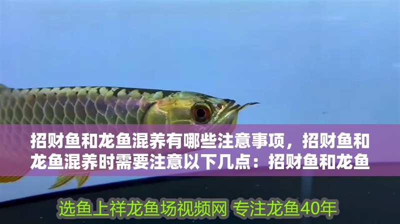招財魚和龍魚混養有哪些注意事項，招財魚和龍魚混養時需要注意以下幾點：招財魚和龍魚混養 招財魚和龍魚混養有哪些注意事項，招財魚和龍魚混養時需要注意以下幾點：招財魚和龍魚混養 龍魚百科