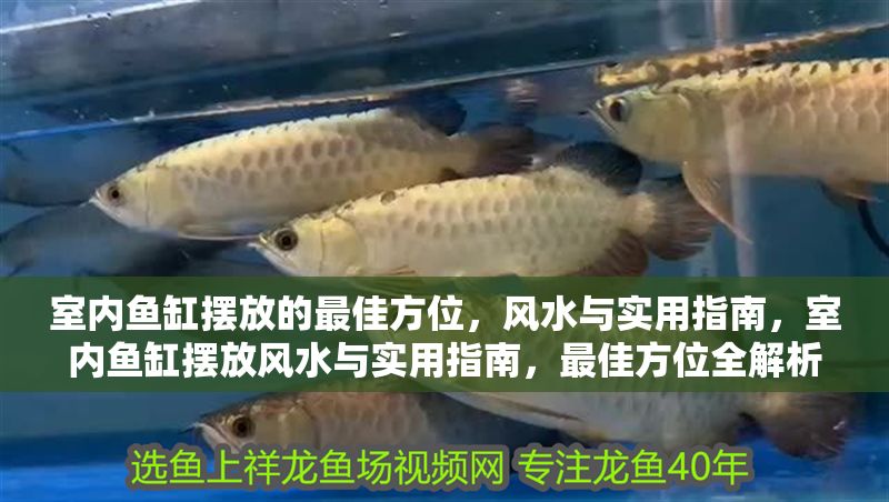 室內魚缸擺放的最佳方位，風水與實用指南，室內魚缸擺放風水與實用指南，最佳方位全解析