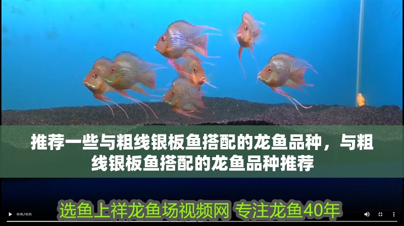 推薦一些與粗線銀板魚搭配的龍魚品種，與粗線銀板魚搭配的龍魚品種推薦 推薦一些與粗線銀板魚搭配的龍魚品種，與粗線銀板魚搭配的龍魚品種推薦 龍魚百科