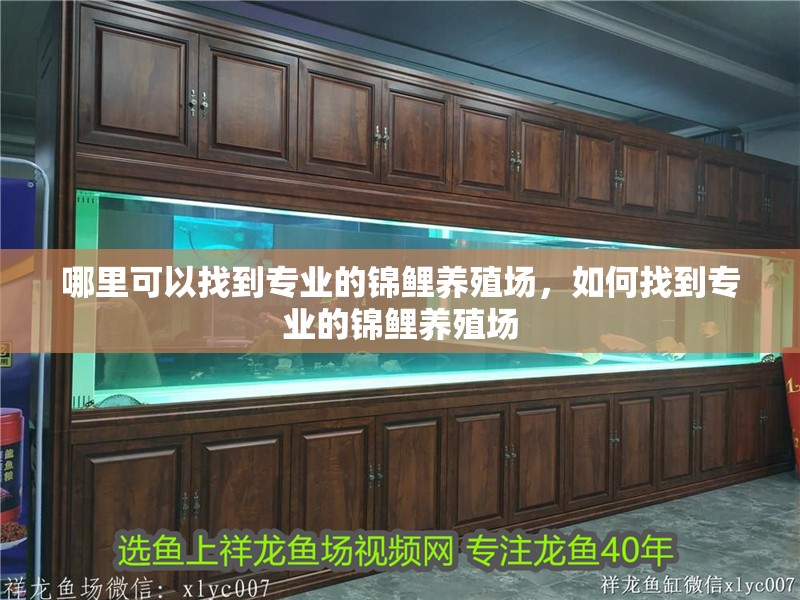 哪里可以找到專業(yè)的錦鯉養(yǎng)殖場，如何找到專業(yè)的錦鯉養(yǎng)殖場