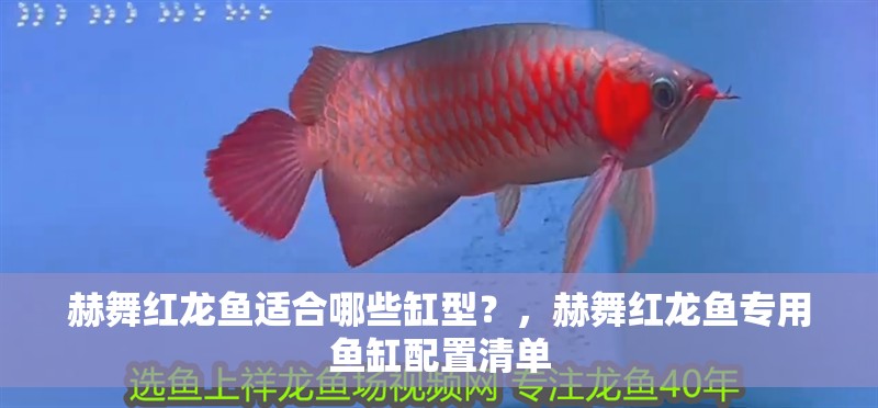 赫舞紅龍魚適合哪些缸型？，赫舞紅龍魚專用魚缸配置清單 赫舞紅龍魚適合哪些缸型？，赫舞紅龍魚專用魚缸配置清單 龍魚百科
