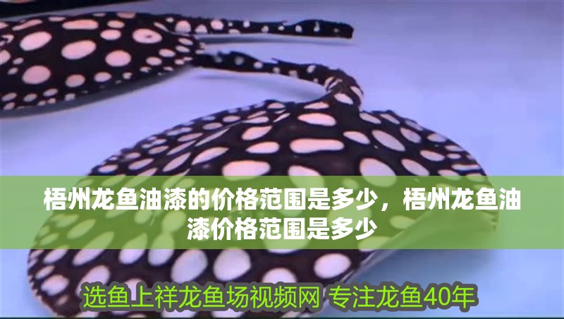 梧州龍魚油漆的價(jià)格范圍是多少，梧州龍魚油漆價(jià)格范圍是多少