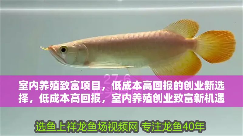 室內養殖致富項目，低成本高回報的創業新選擇，低成本高回報，室內養殖創業致富新機遇 室內養殖致富項目，低成本高回報的創業新選擇，低成本高回報，室內養殖創業致富新機遇 龍魚百科 第1張