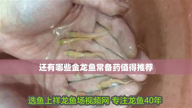 還有哪些金龍魚常備藥值得推薦