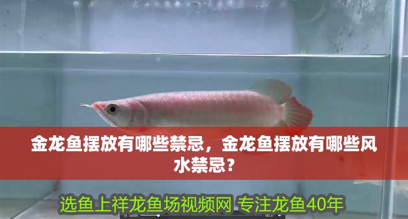 金龍魚擺放有哪些禁忌，金龍魚擺放有哪些風水禁忌？ 金龍魚擺放有哪些禁忌，金龍魚擺放有哪些風水禁忌？ 龍魚百科