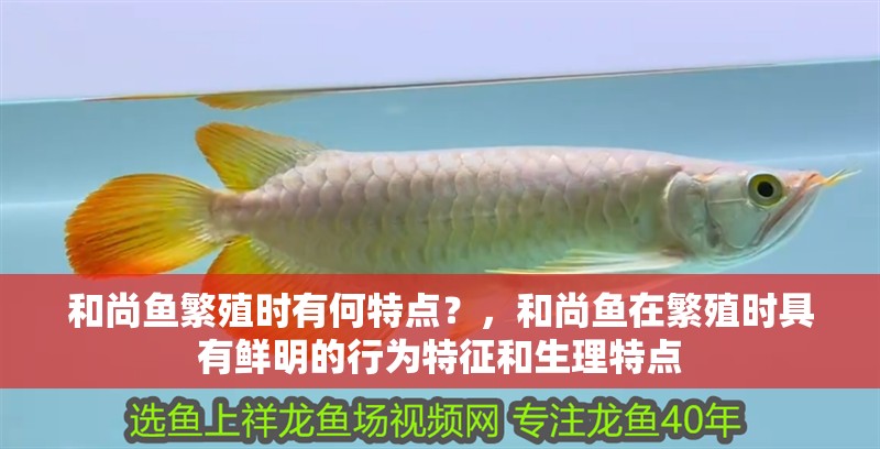 和尚魚繁殖時有何特點？，和尚魚在繁殖時具有鮮明的行為特征和生理特點