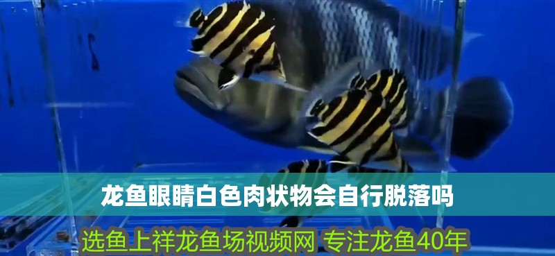龍魚眼睛白色肉狀物會自行脫落嗎 龍魚眼睛白色肉狀物會自行脫落嗎 龍魚百科