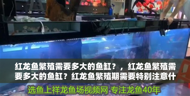 紅龍魚繁殖需要多大的魚缸？，紅龍魚繁殖需要多大的魚缸？紅龍魚繁殖期需要特別注意什么？ 紅龍魚繁殖需要多大的魚缸？，紅龍魚繁殖需要多大的魚缸？紅龍魚繁殖期需要特別注意什么？ 龍魚百科