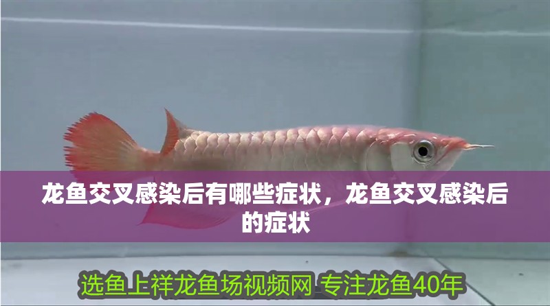 龍魚交叉感染后有哪些癥狀，龍魚交叉感染后的癥狀