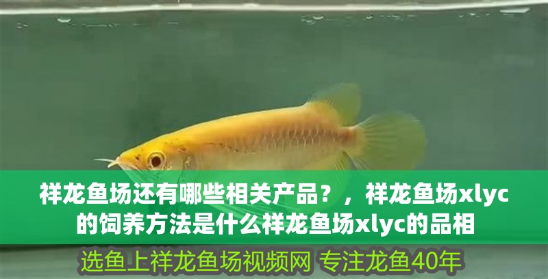 祥龍魚場還有哪些相關產品？，祥龍魚場xlyc的飼養方法是什么祥龍魚場xlyc的品相