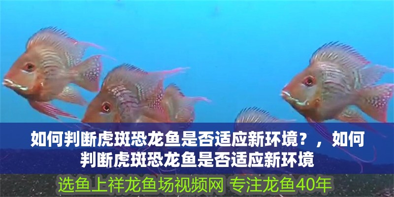 如何判斷虎斑恐龍魚是否適應新環境？，如何判斷虎斑恐龍魚是否適應新環境 如何判斷虎斑恐龍魚是否適應新環境？，如何判斷虎斑恐龍魚是否適應新環境 龍魚百科