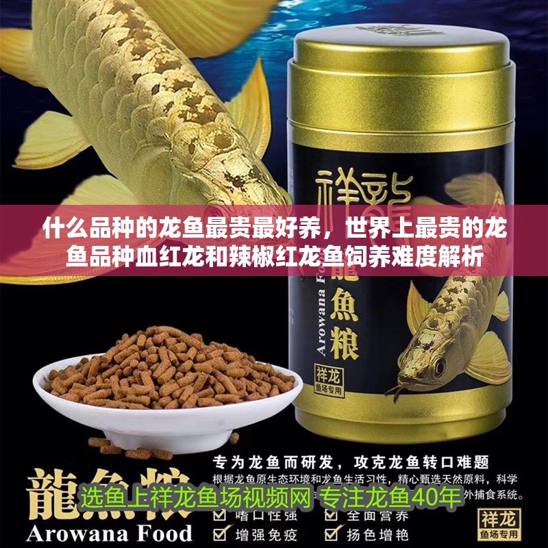 什么品種的龍魚最貴最好養，世界上最貴的龍魚品種血紅龍和辣椒紅龍魚飼養難度解析