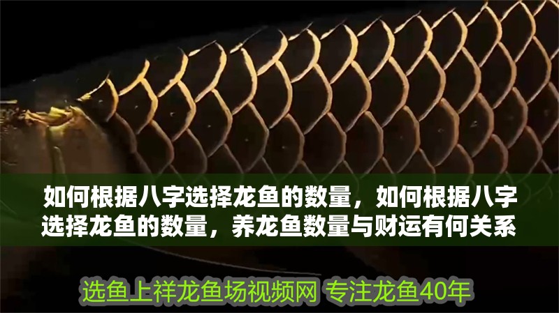 如何根據(jù)八字選擇龍魚的數(shù)量，如何根據(jù)八字選擇龍魚的數(shù)量，養(yǎng)龍魚數(shù)量與財(cái)運(yùn)有何關(guān)系