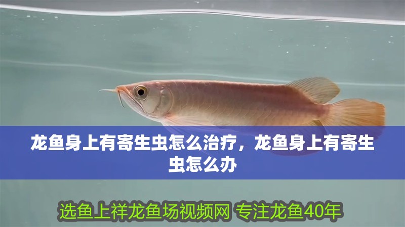 龍魚身上有寄生蟲怎么治療，龍魚身上有寄生蟲怎么辦