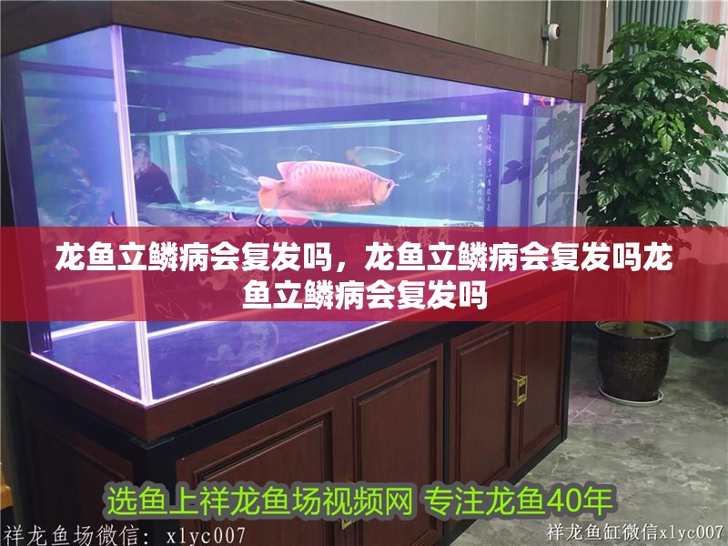 龍魚立鱗病會復發嗎，龍魚立鱗病會復發嗎龍魚立鱗病會復發嗎