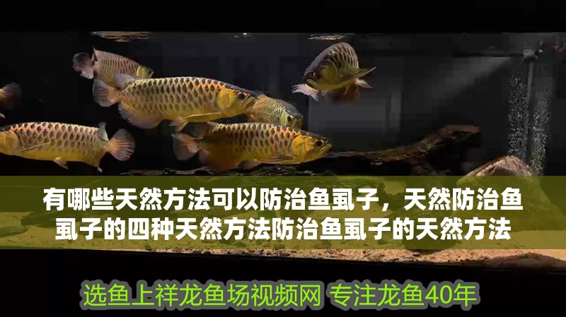 有哪些天然方法可以防治魚虱子，天然防治魚虱子的四種天然方法防治魚虱子的天然方法