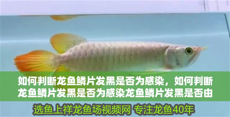 如何判斷龍魚鱗片發(fā)黑是否為感染，如何判斷龍魚鱗片發(fā)黑是否為感染龍魚鱗片發(fā)黑是否由感染引起