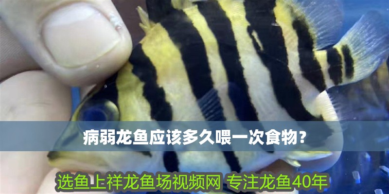 病弱龍魚應該多久喂一次食物？