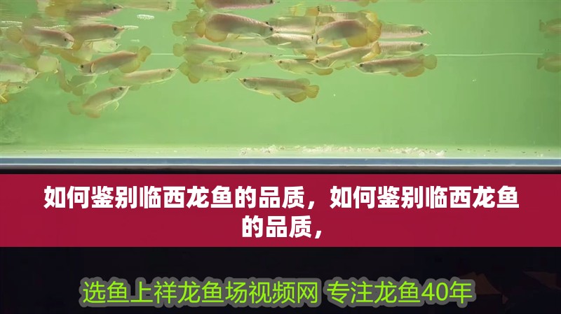 如何鑒別臨西龍魚的品質(zhì)，如何鑒別臨西龍魚的品質(zhì)，