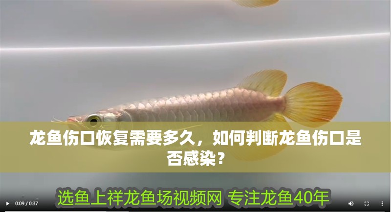 龍魚傷口恢復需要多久，如何判斷龍魚傷口是否感染？ 龍魚傷口恢復需要多久，如何判斷龍魚傷口是否感染？ 龍魚百科
