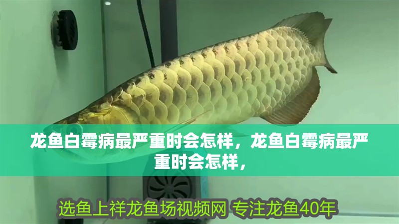 龍魚白霉病最嚴重時會怎樣，龍魚白霉病最嚴重時會怎樣， 龍魚白霉病最嚴重時會怎樣，龍魚白霉病最嚴重時會怎樣， 龍魚百科