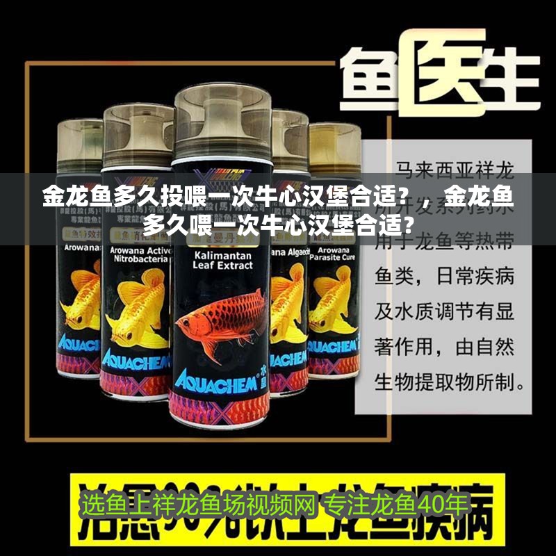 金龍魚多久投喂一次牛心漢堡合適？，金龍魚多久喂一次牛心漢堡合適？