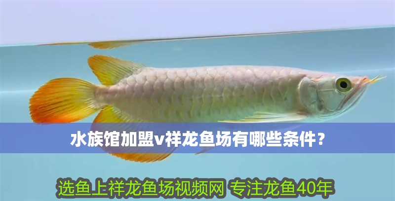 水族館加盟v祥龍魚場有哪些條件？