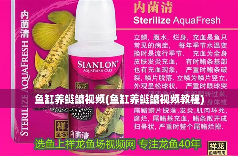 魚(yú)缸養(yǎng)鰱鳙視頻(魚(yú)缸養(yǎng)鰱鳙視頻教程)